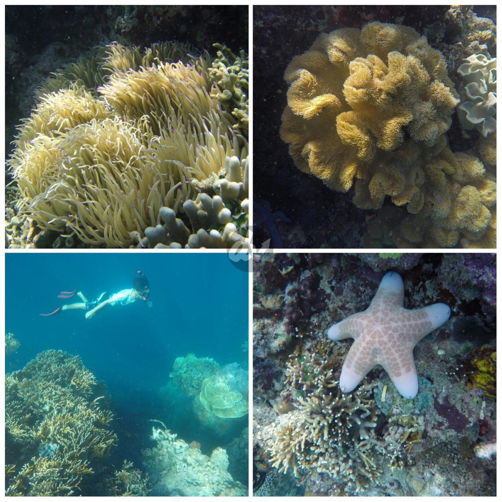 Soft Coral, 'Patrick' dan Freedive