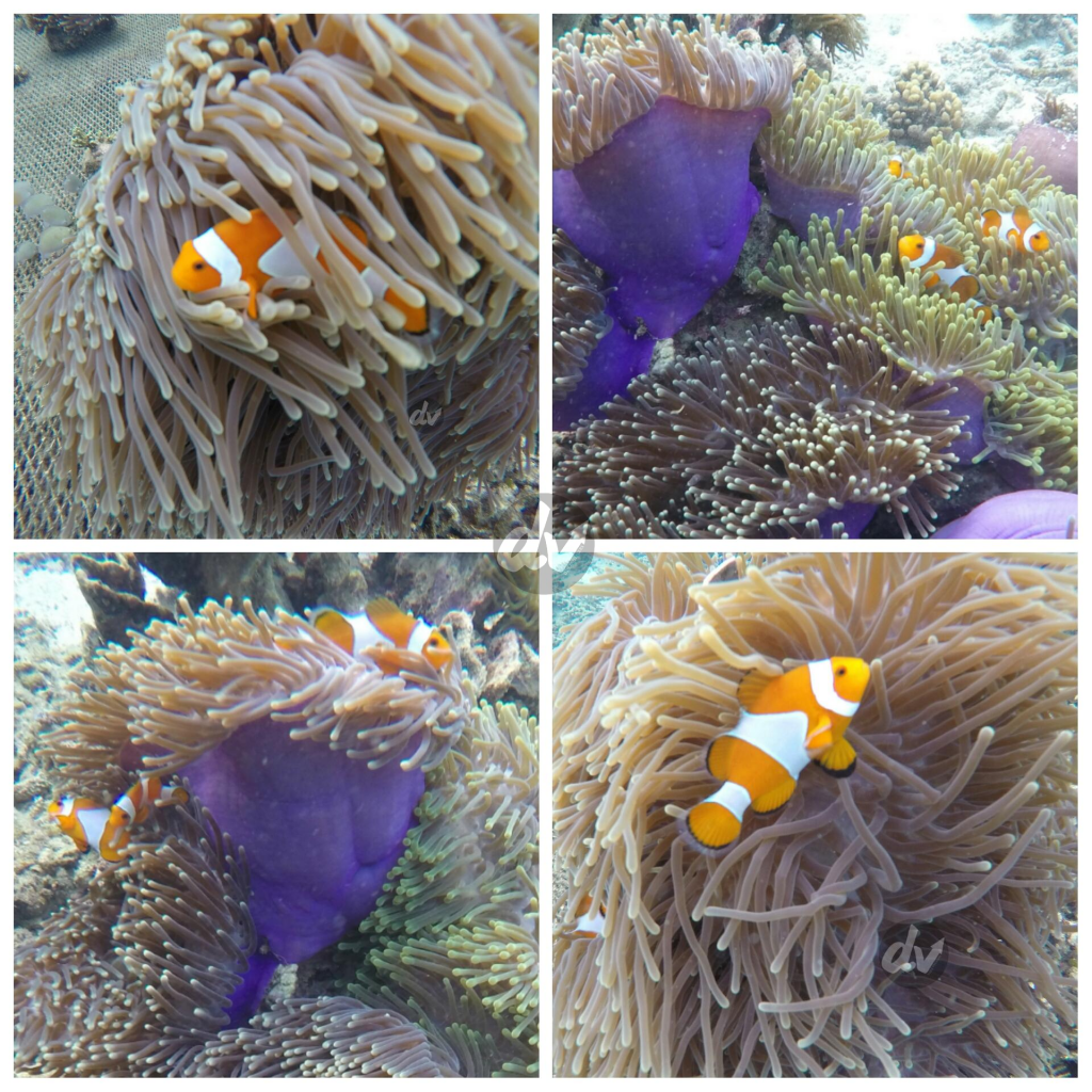 Beberapa Clown Fish di Spot Nemo