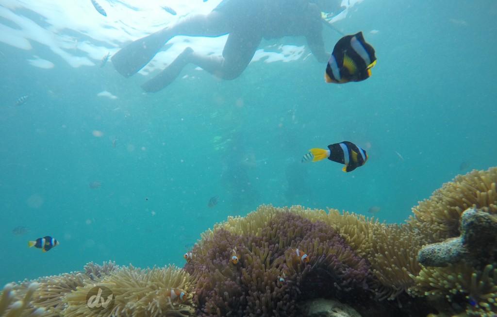 Snorkling with Clown Fishes