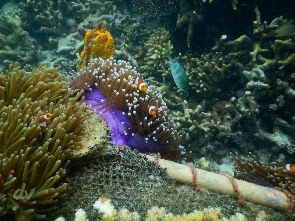 Spot Nemo Pulau Pahawang