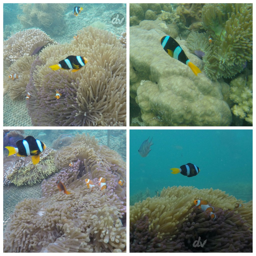 Nemo jenis lainnya di Spot Nemo