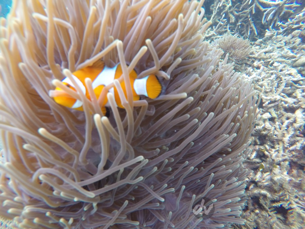 Bermain bersama Nemo