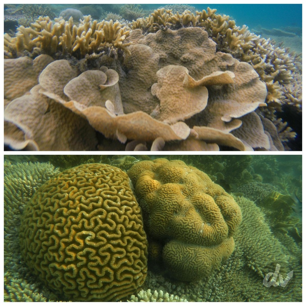 Beberapa Coral yang ada di sekitar Pulau Semut