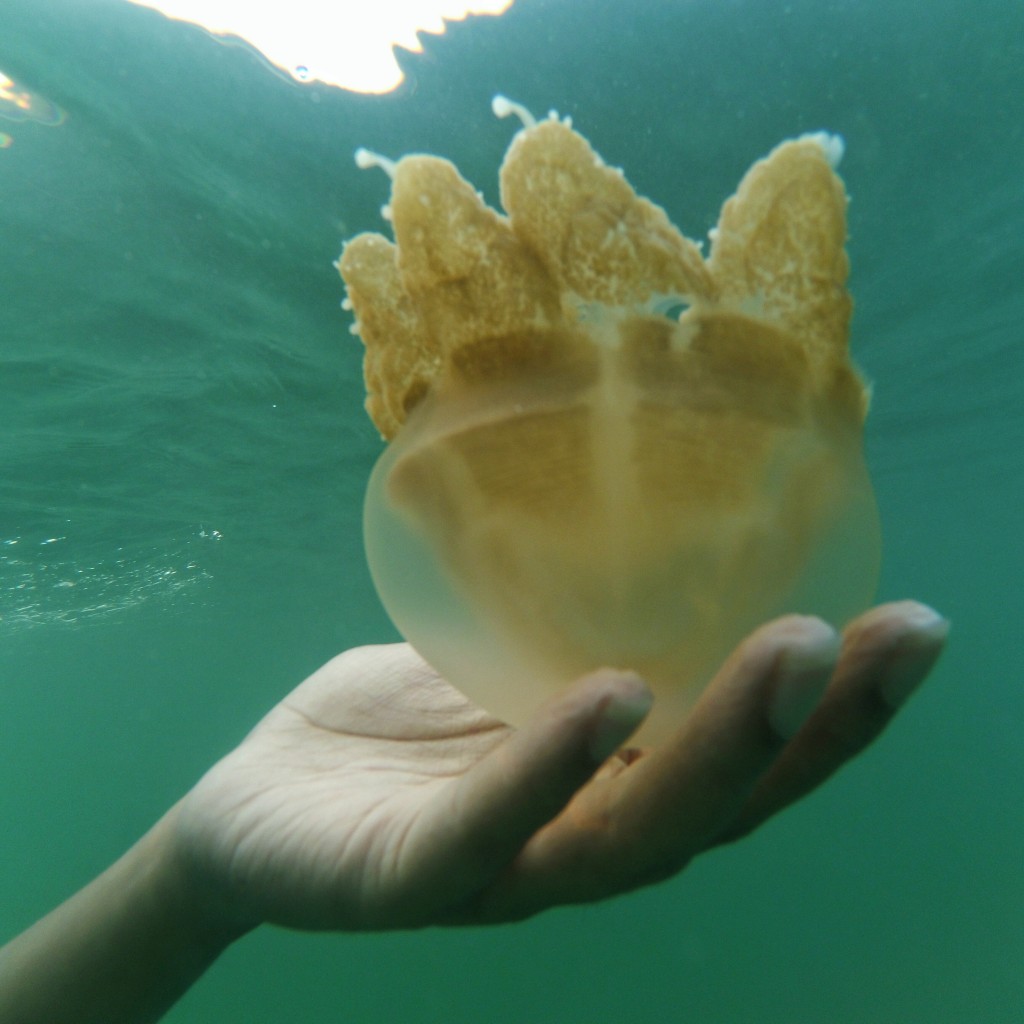 Stingless Jellyfish di Kakaban. (Ganbar oleh Rosselind)