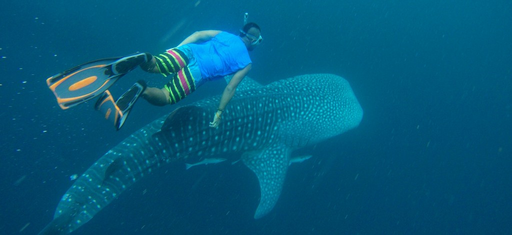 Dancing with Whale Shark