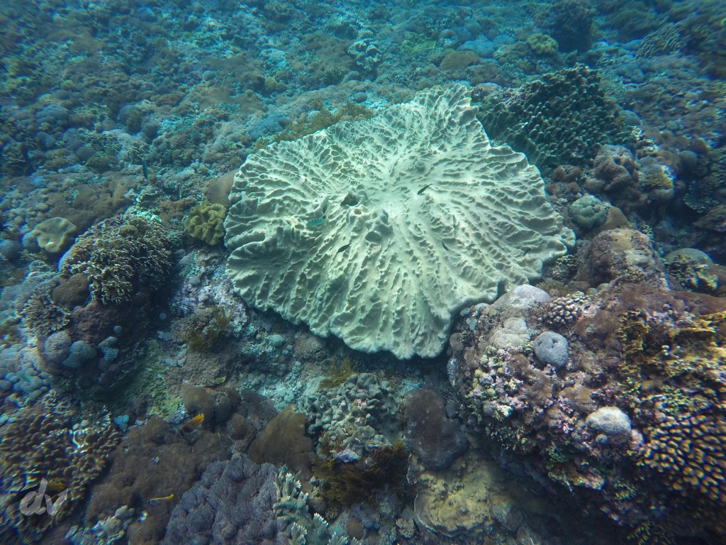 Kondisi Coral Reef di Gamat