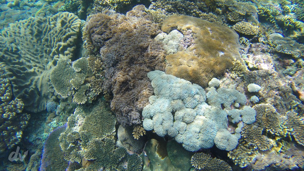 Soft Coral di Gamat bay
