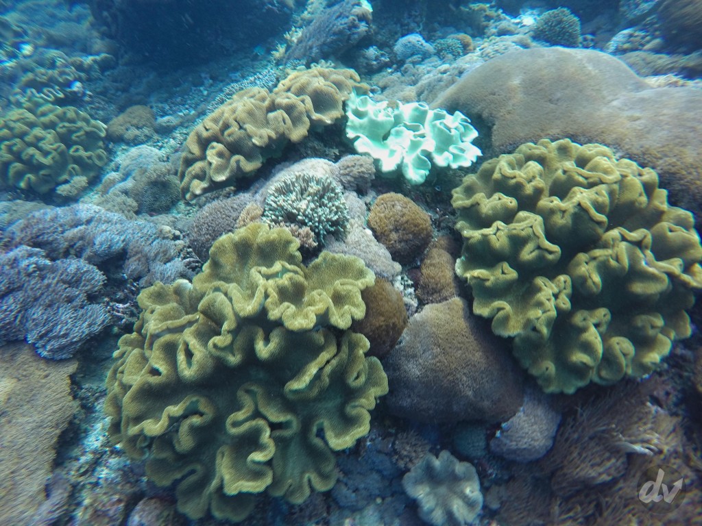 Soft Coral di Crystal Bay