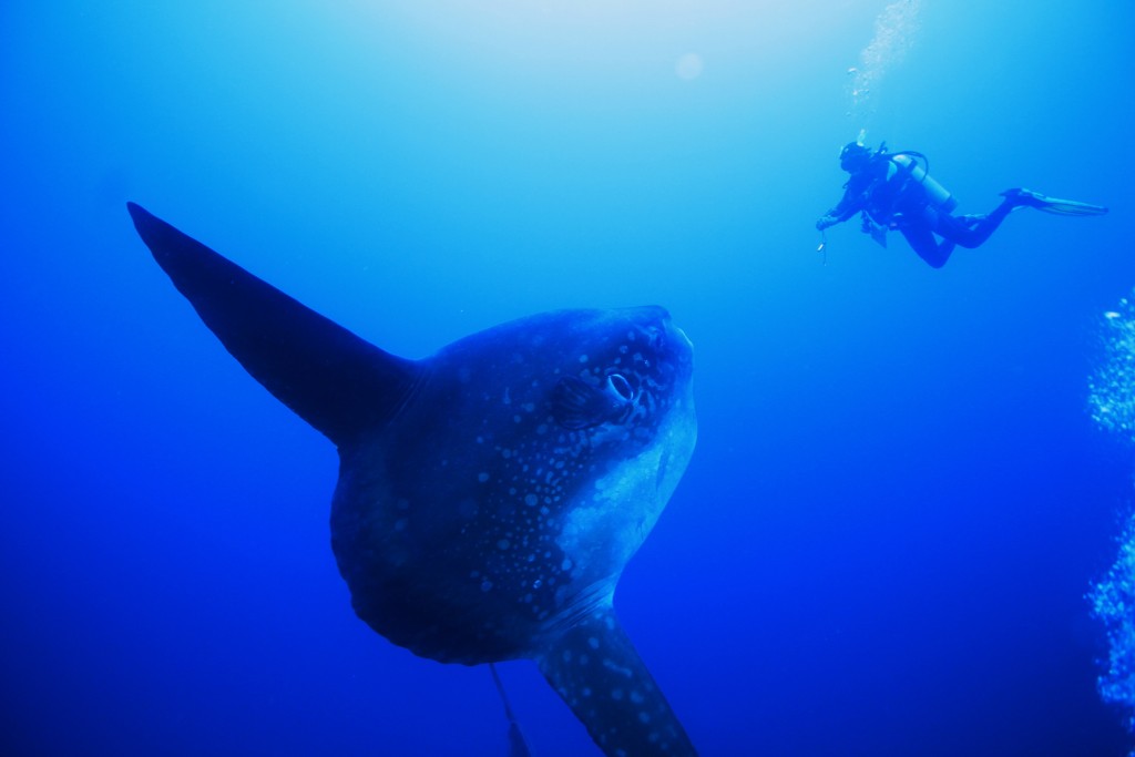 Menyelam Bersama Mola-mola di Crystal Bay. source: worlddiving