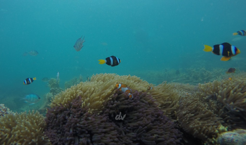 Spot Nemo Pulau Pahawang - Daily Voyagers