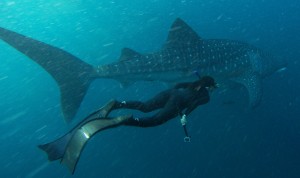 @aviewofdevi menyelam bersama Whale Shark