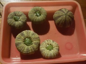 Tehe-Tehe siap Rebus