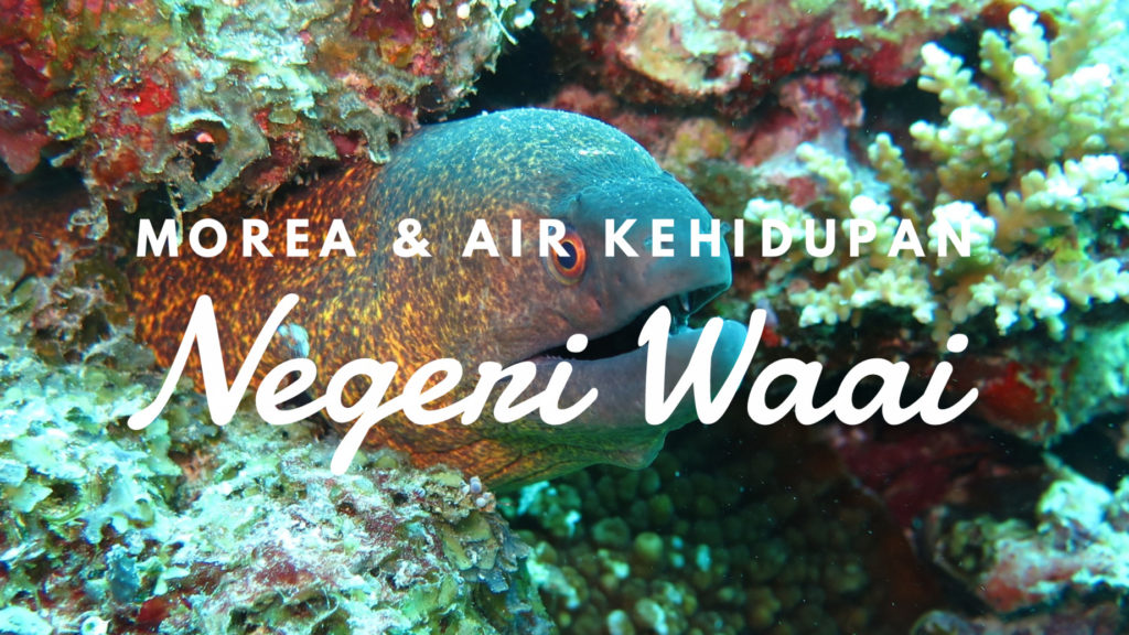 Culture Archives - Daily Voyagers