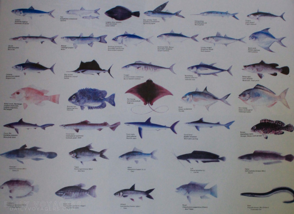 Jenis ikan yang ada di perairan Maluku - DAILY VOYAGERS