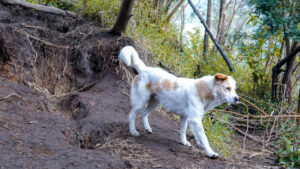 Lihat siapa yang kami temukan di perjalanan menuju Pos 4