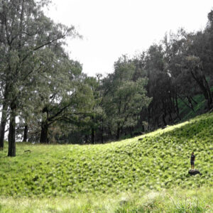 Savana tepat di depan tenda yang kami bangun