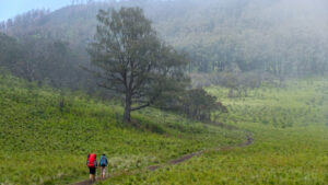 Perjalanan menyusuri savana untuk menuju Pasar Dieng
