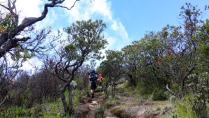 Ini lho yang namanya Pohon Cantigi