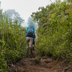 Mulai ditemani rerumputan